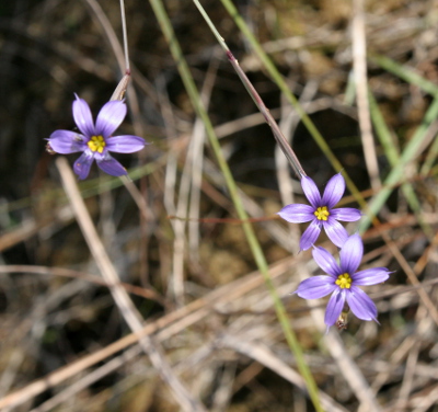 Blue-Eyed Grass