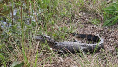 We also saw baby alligators...
