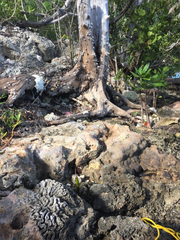 KeyLargoNov2015_003_1200