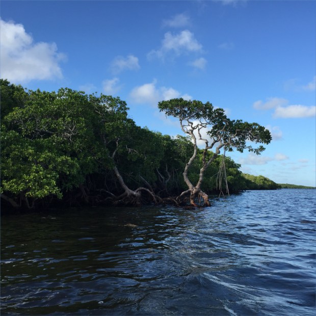 KeyLargoNov2015_014_1200