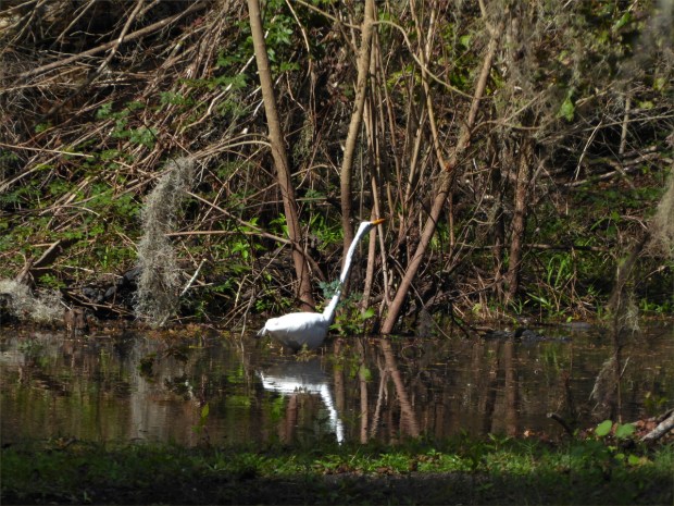 PeaceRiverNov2015003