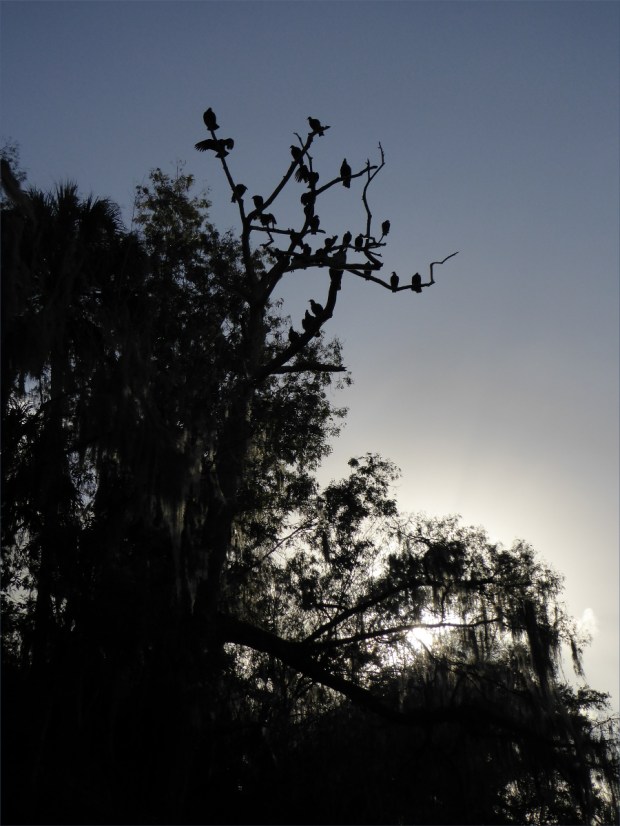 PeaceRiverNov2015010