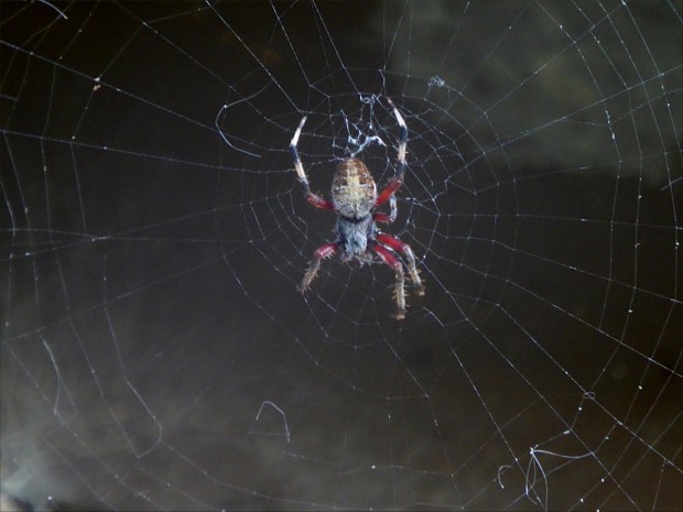 PeaceRiverNov2015013