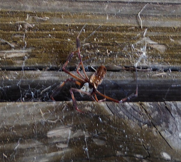 PeaceRiverNov2015014