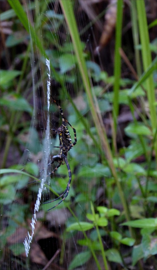 PeaceRiverNov2015016