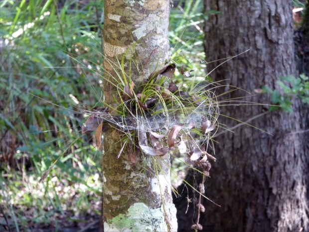 PeaceRiverNov2015020