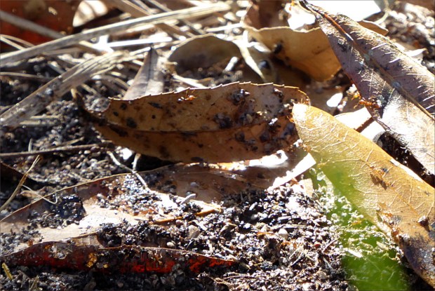 PeaceRiverNov2015021