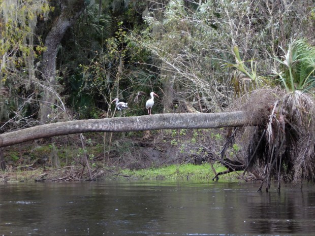 PeaceRiverNov2015022