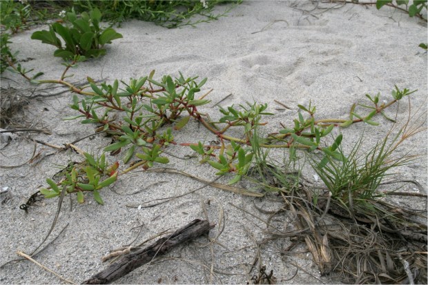 Sea purslane, Apr 2013
