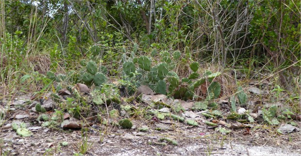 Prickly pear, Jan 2016