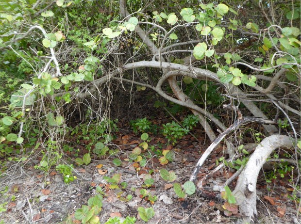 Psychotria nervosa under the protective arm of a sea grape, Jan 2016