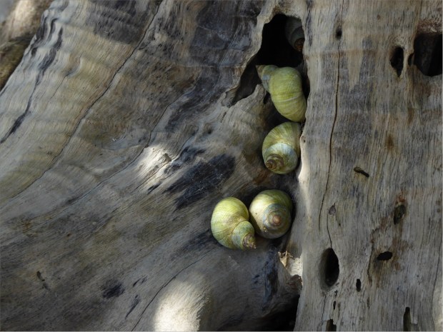 Florida Tree Snails