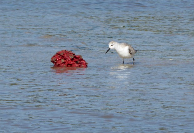 P1000879_edited_1200