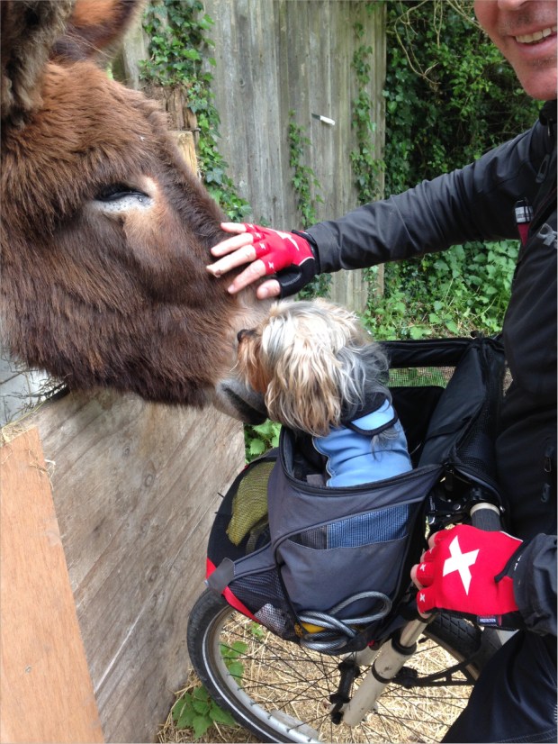 Ollie gives the donkey a lick