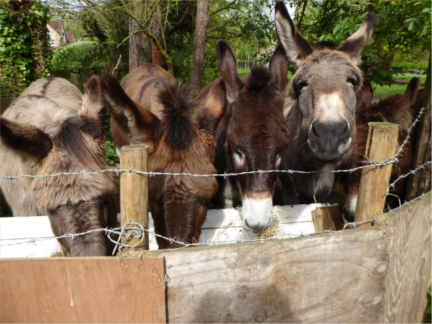 donkeys