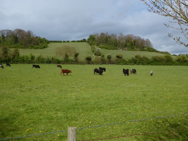grazing cattle